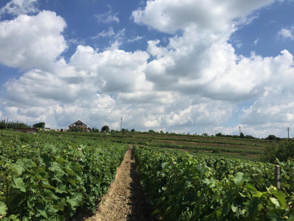 Wineyards Salin Bed & Breakfast Turda Exterior photo